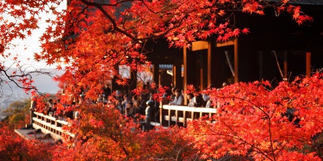 Leuchtend rot: der japanische Ahorn im Herbst