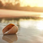 Eine kleine Muschelkunde