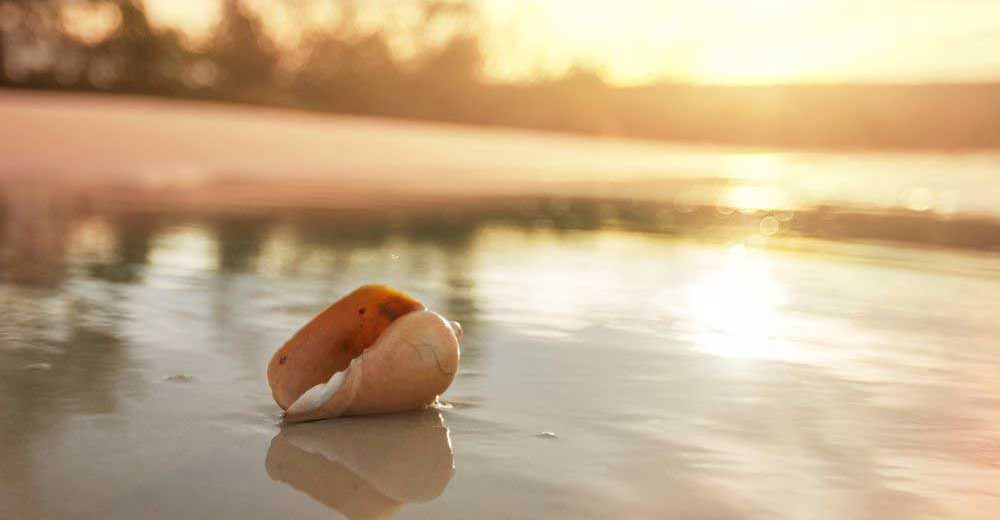 Eine kleine Muschelkunde