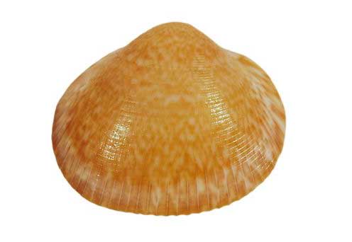 Kleine Muschelkunde, die Meermandel