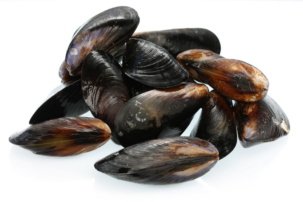 Die Miesmuschel, kleine Muschelkunde