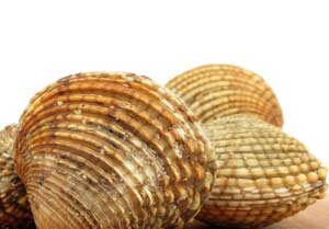 Die Venusmuschel, kleine Muschelkunde