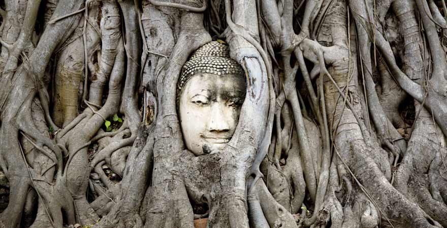 Buddha im Baum eingewachsen in Ayuttaya