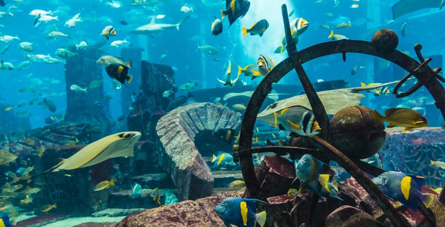 Dubai Aquarium