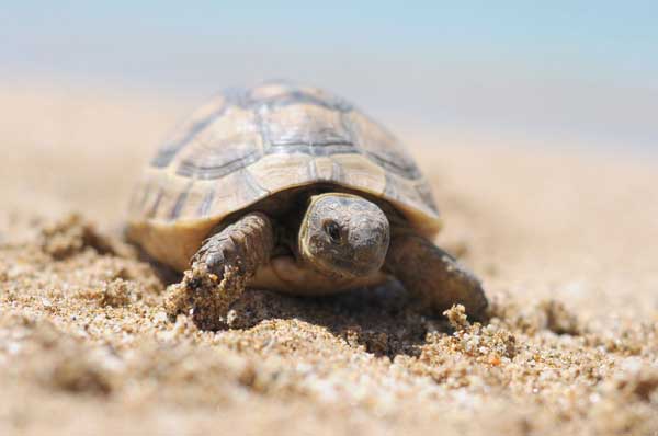 Caretta Caretta in der Türkei Schildkröten an der Türkischen Riviera