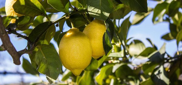 Zitronen, Exportgut von Sizilien