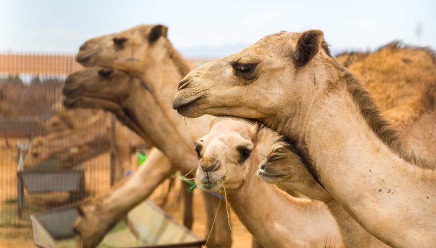 Kamele in der Wüste Dubais