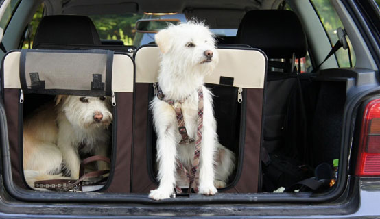 Hunde im Auto