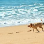 Hunde am Strand