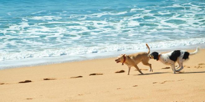 Mit Hund verreisen: So wird die An- und Abreise für alle angenehm