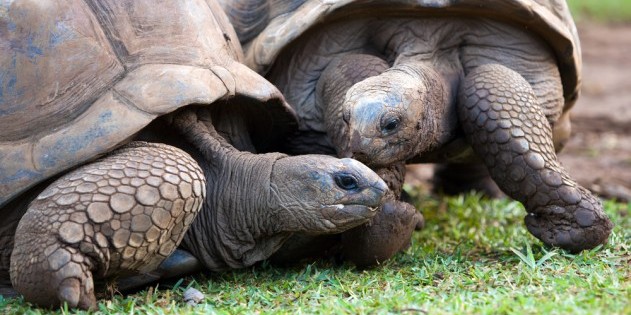 La Vanille Crocodile Park - Riesenschildkröten hautnah erleben