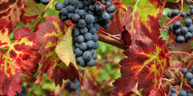 Weinreben in Suedtirol