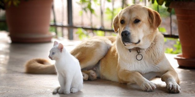 Hund und Katze mitten im Urlaub