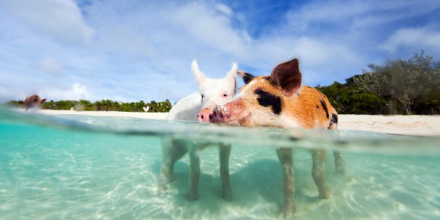 Pig Beach auf den Bahamas