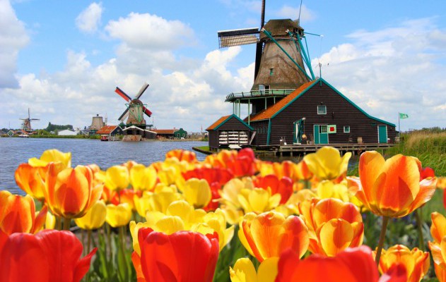 Blühende Tulpen in Holland