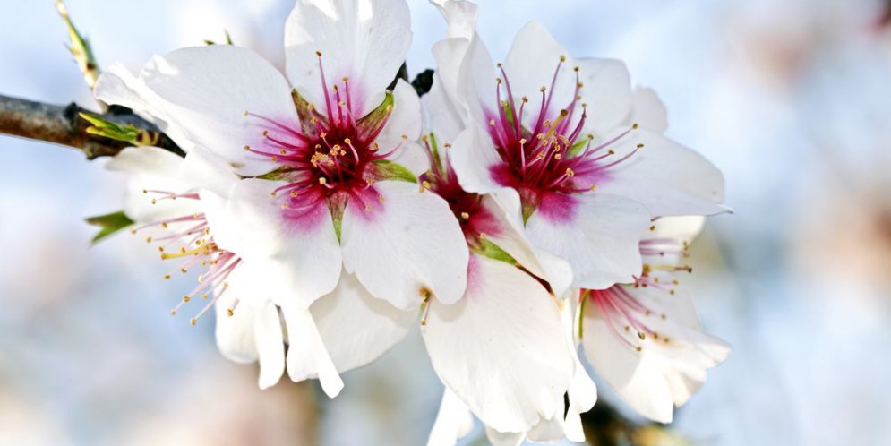 Mallorca – Frühling in Rosa und Weiß