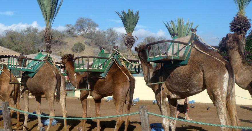 Maspalomas
