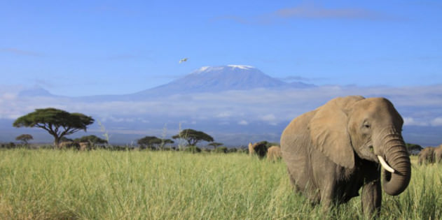 Kenia Elefant