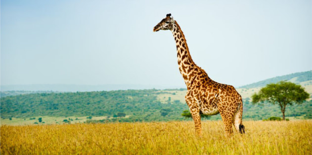 giraffe in Kenia