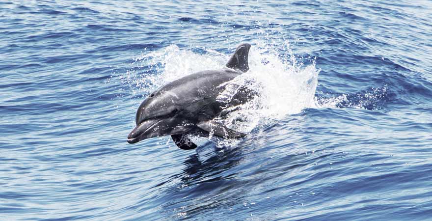 Delfin im Meer