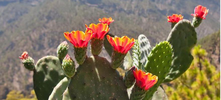Kaktus auf La Palma in Spanien