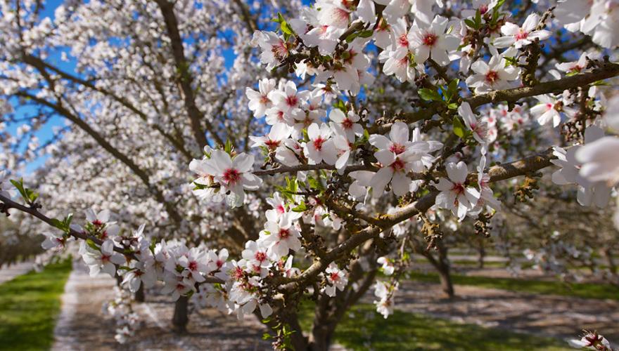 Mandelblüte Mallorca