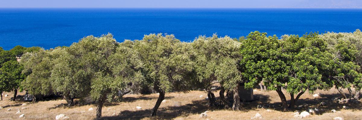 Olivenernte Zypern