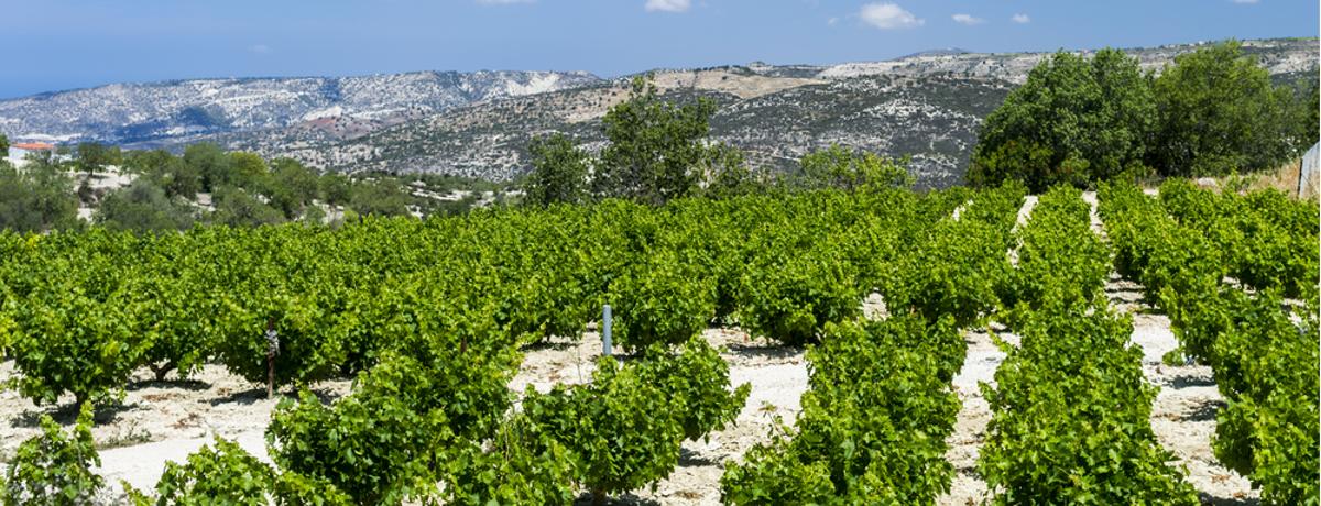 Weinanbau Zypern
