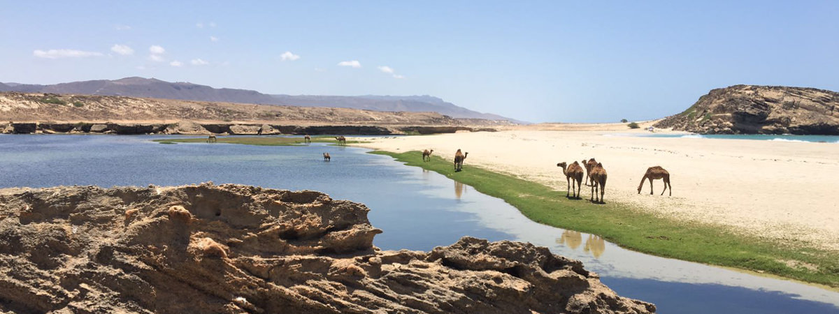 Kamele an einem Fluss in der Naehe von Salalah
