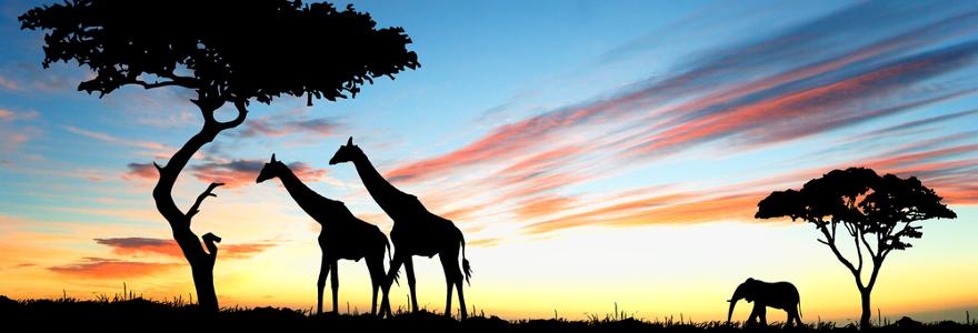 kenia tiere