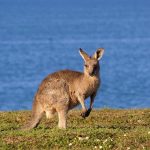 Kaenguru in Australien