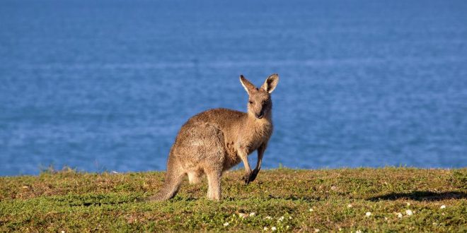 Australien: Urlaub am anderen Ende der Welt