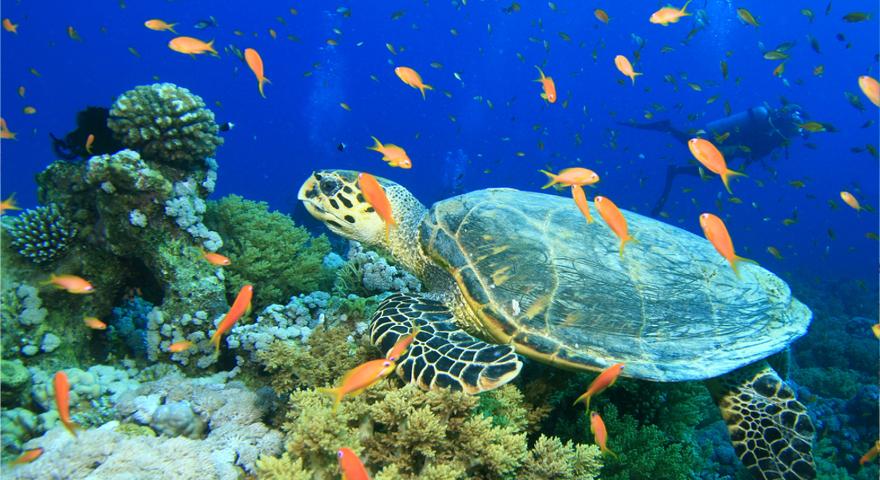 Tauchen in El Gouna in Aegypten
