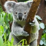 Koala im Tiergarten Wien in Oesterreich
