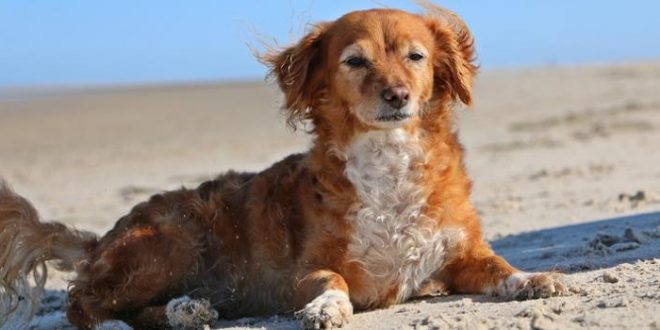 Mit dem Hund an die Nordsee: Die schönsten Hundestrände