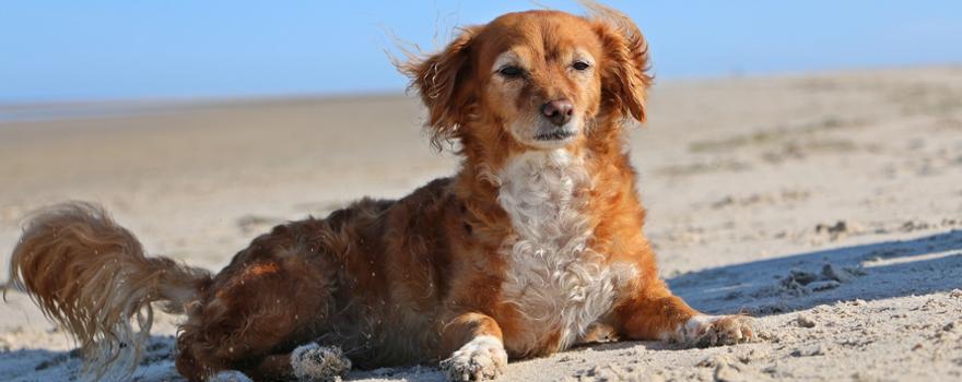 Hund an der Nordsee