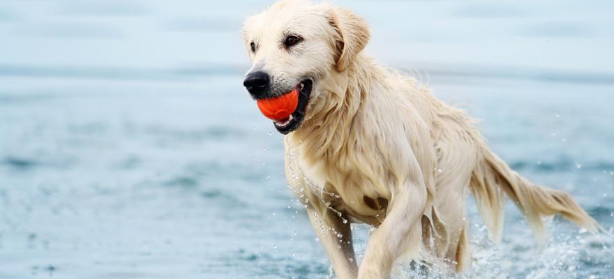 Spielender Hund im Wasser