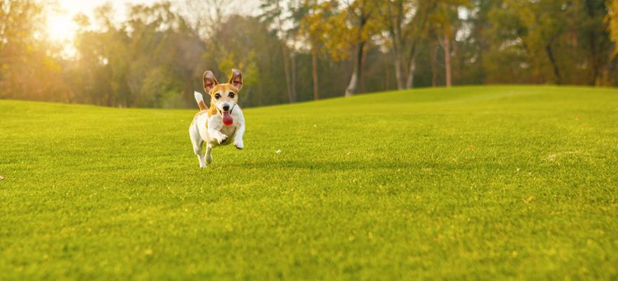 Hund auf einer Wiese