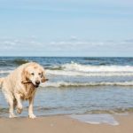 Urlaub mit Hund an der Ostsee