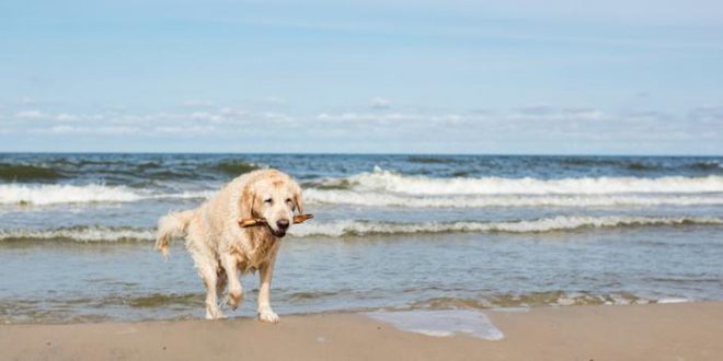 Mit dem Hund an die Ostsee: Unsere Reisetipps