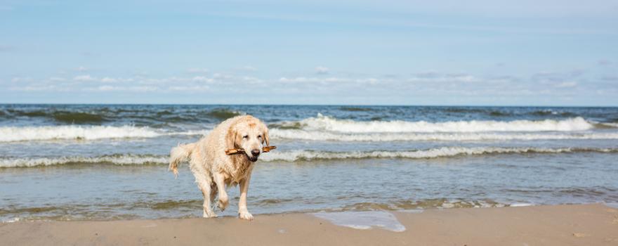 Urlaub mit Hund Ostsee