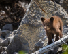 Bär in Kanada