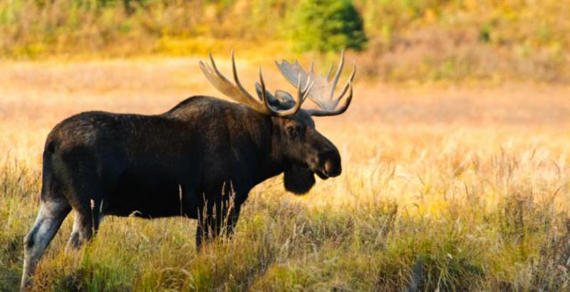 Elch in Kanada