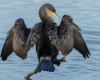 Kormoran in der Eifel