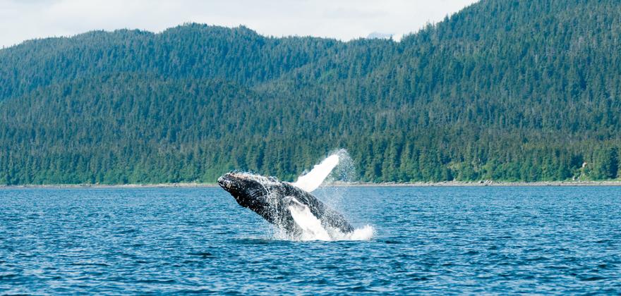 Orcas in Kanada