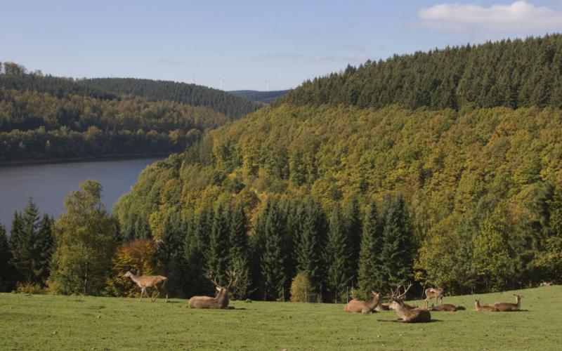 Rothirsche in der Eifel