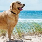 Urlaub mit Hund in Holland