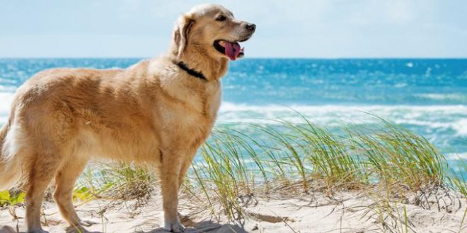 Wenn der Hund mit in den Holland Urlaub kommt – Reisetipps