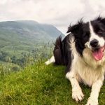 Urlaub in Oesterreich mit Hund