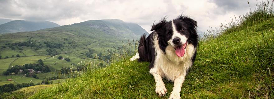 Urlaub mit Hund: Reisetipps für Österreich